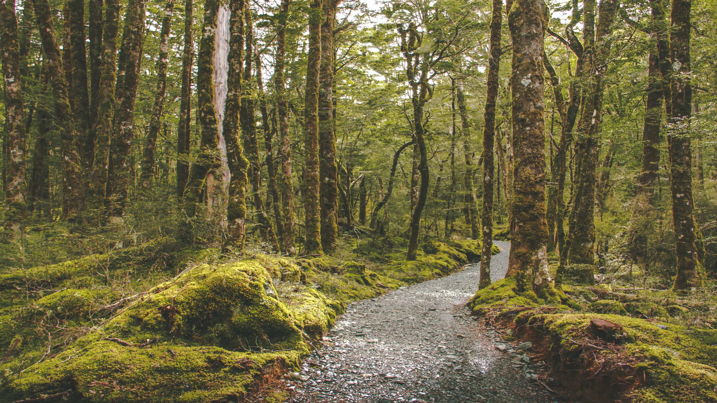 New Zealand native forest with path