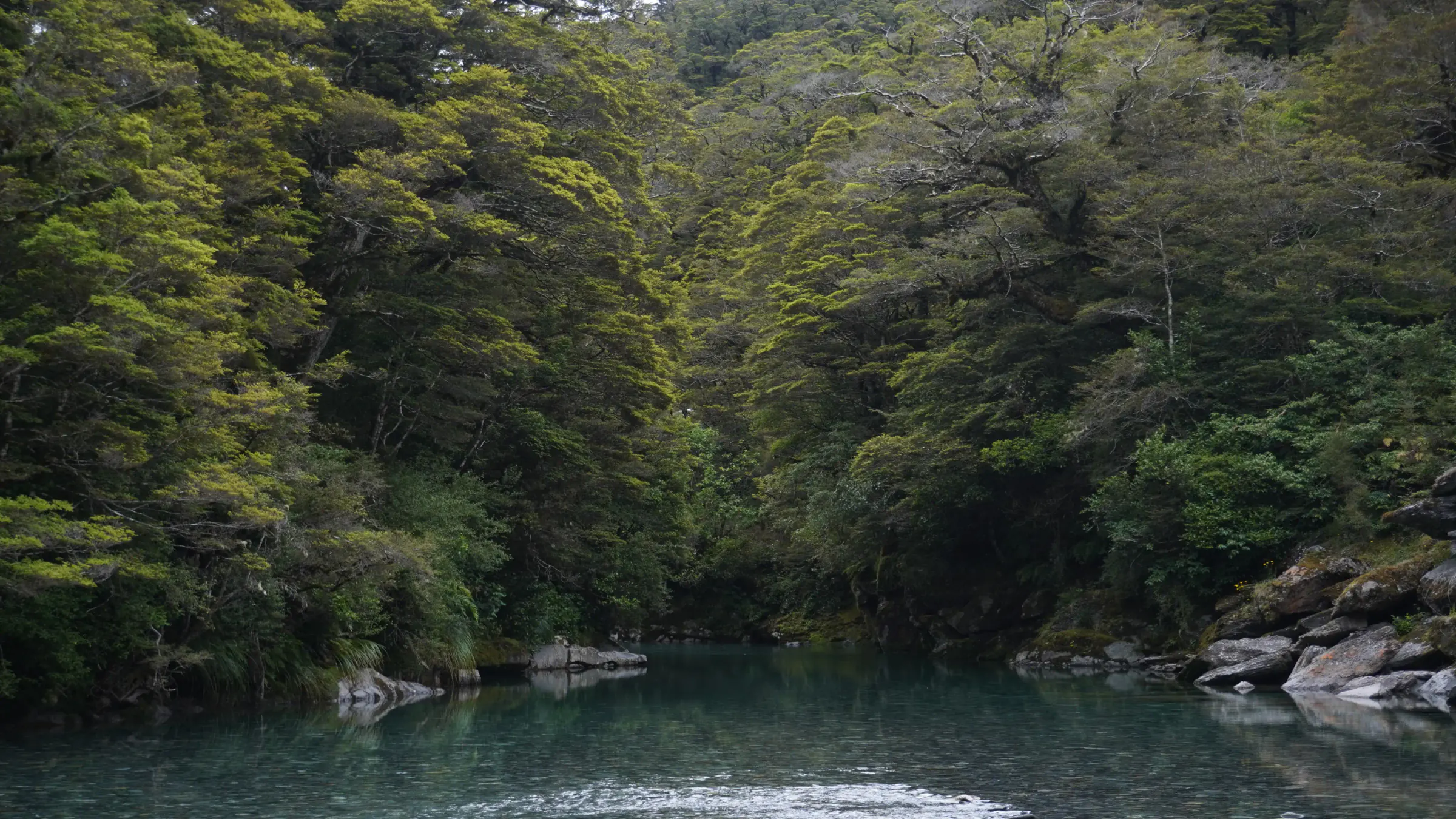 New Zealand native forest with water in foreground