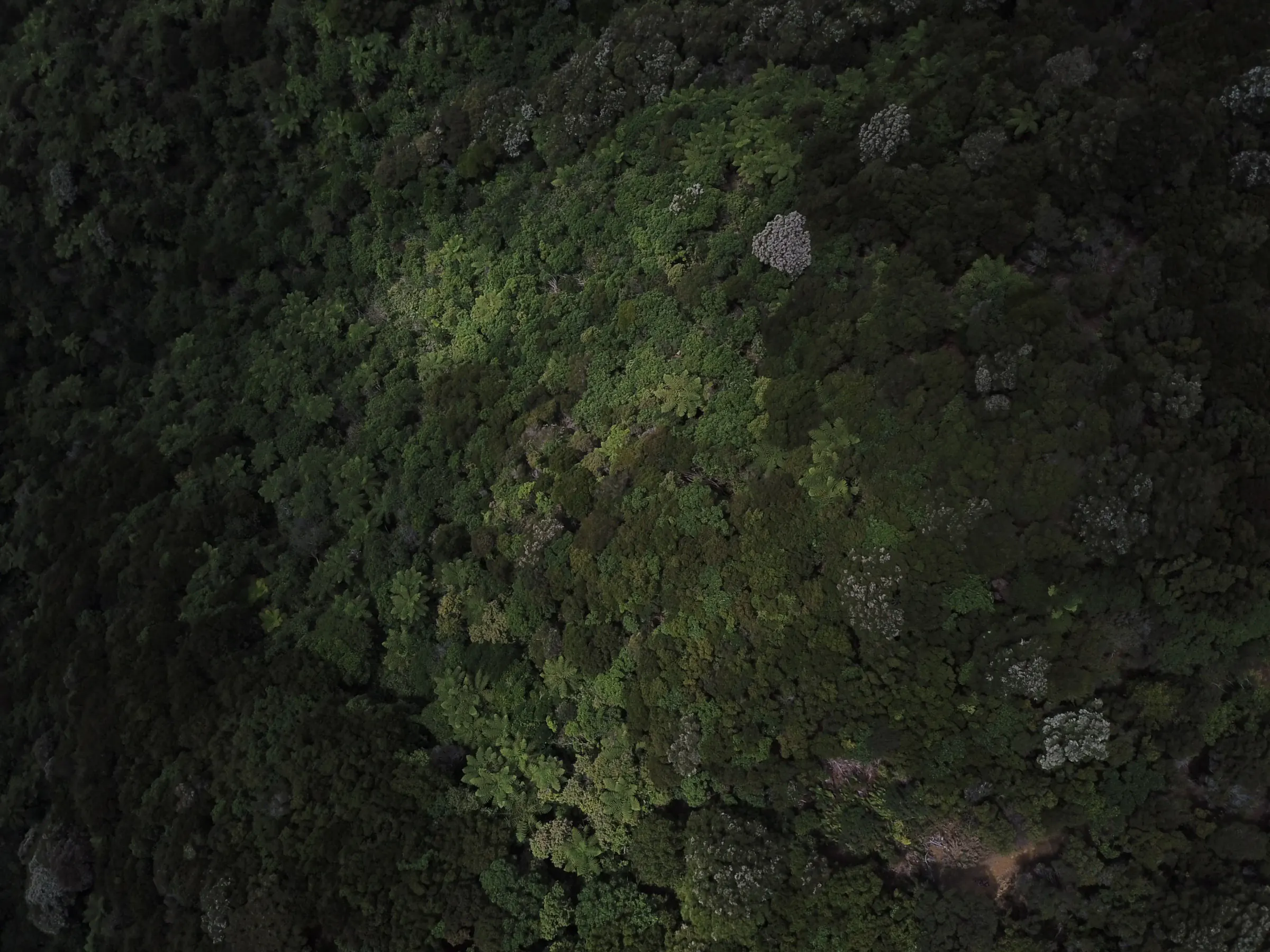 Drone view looking straight down onto native forest canopy
