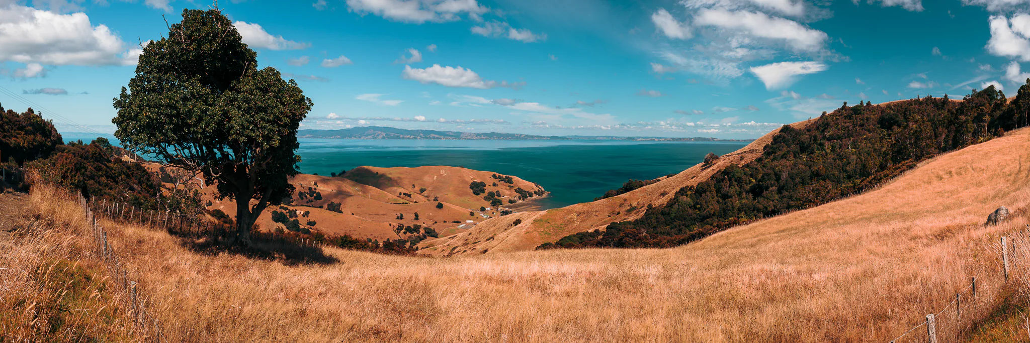Pōhutukawa tree overlooking the west coast of the Coromandel Peninsula