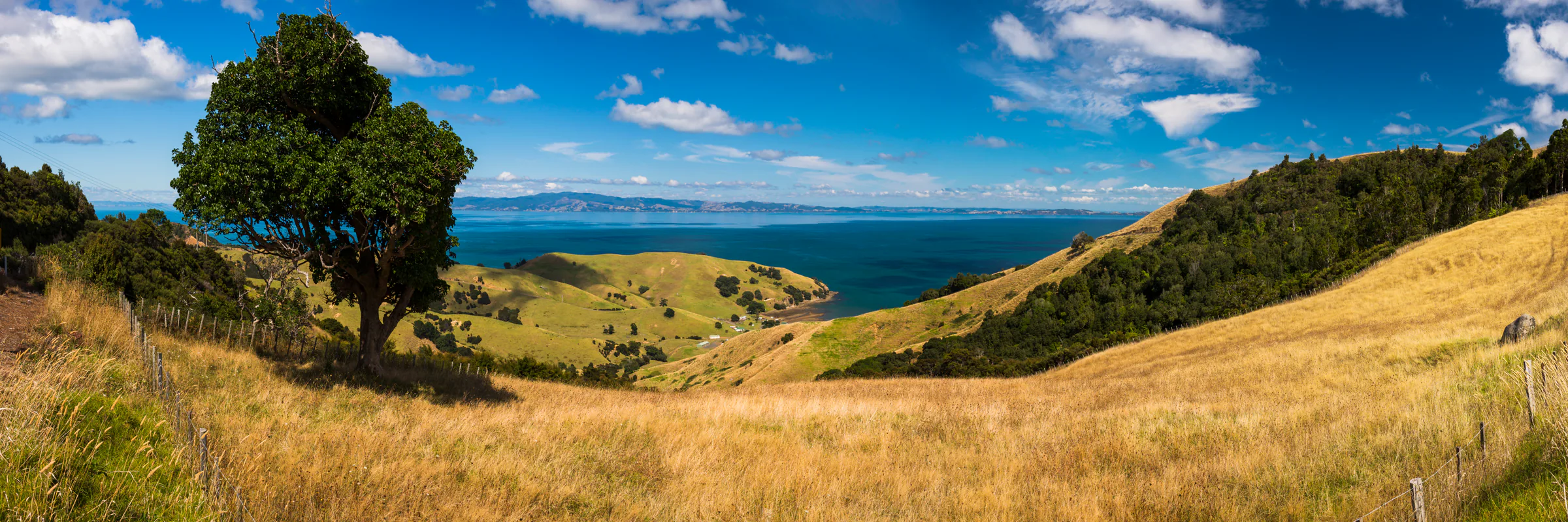 Pōhutukawa tree overlooking the west coast of the Coromandel Peninsula