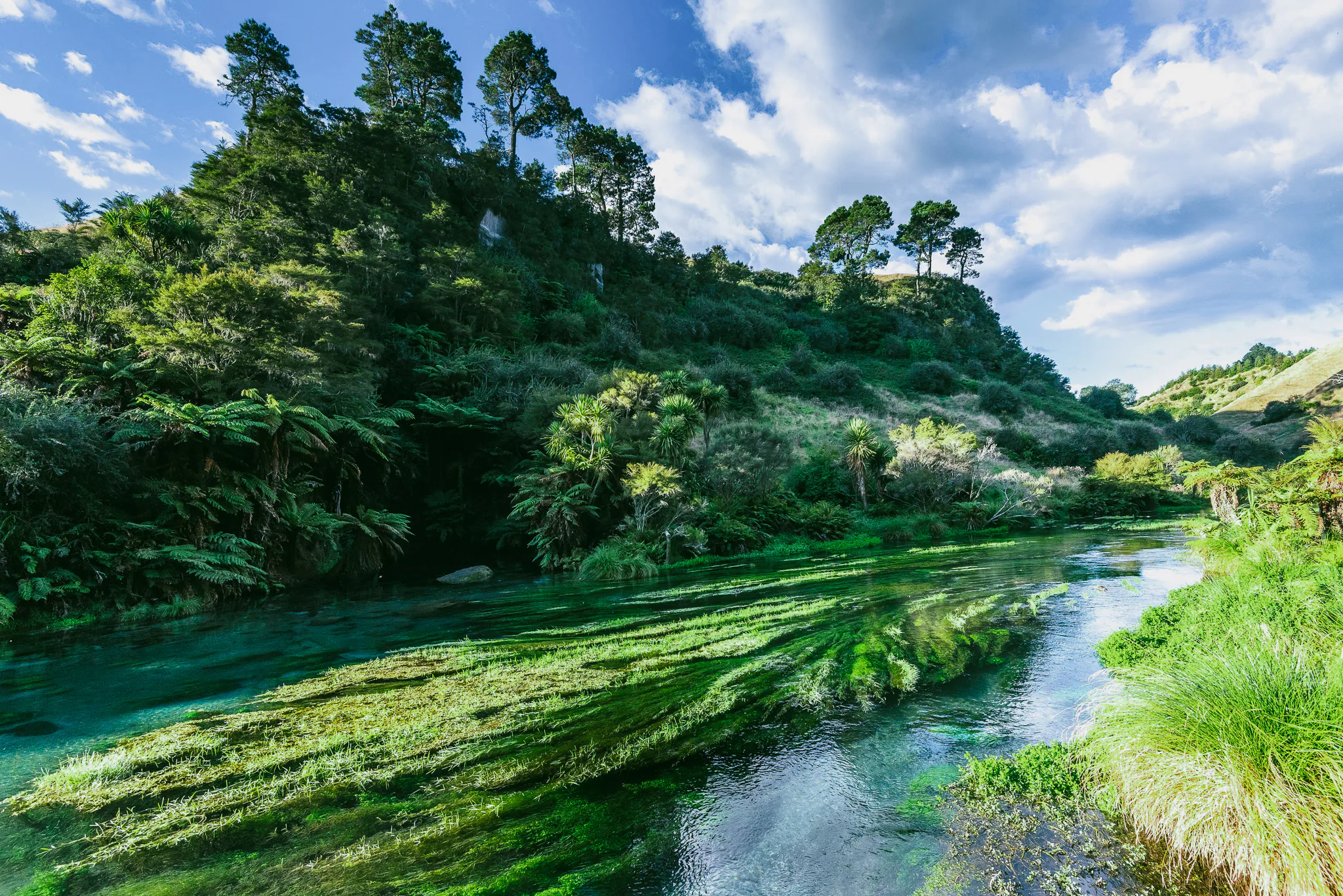Clear water flowing through native forest at Blue Spring near Putāruru