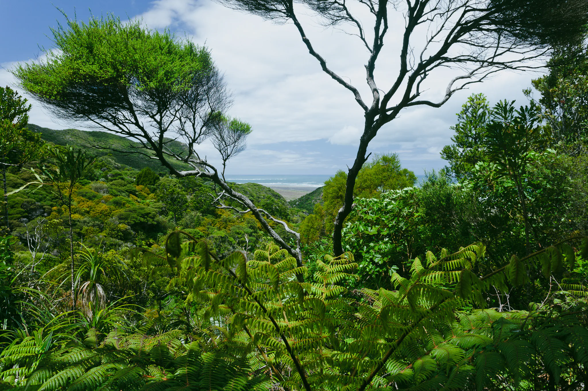 Dense native fern forest near the Piha coast