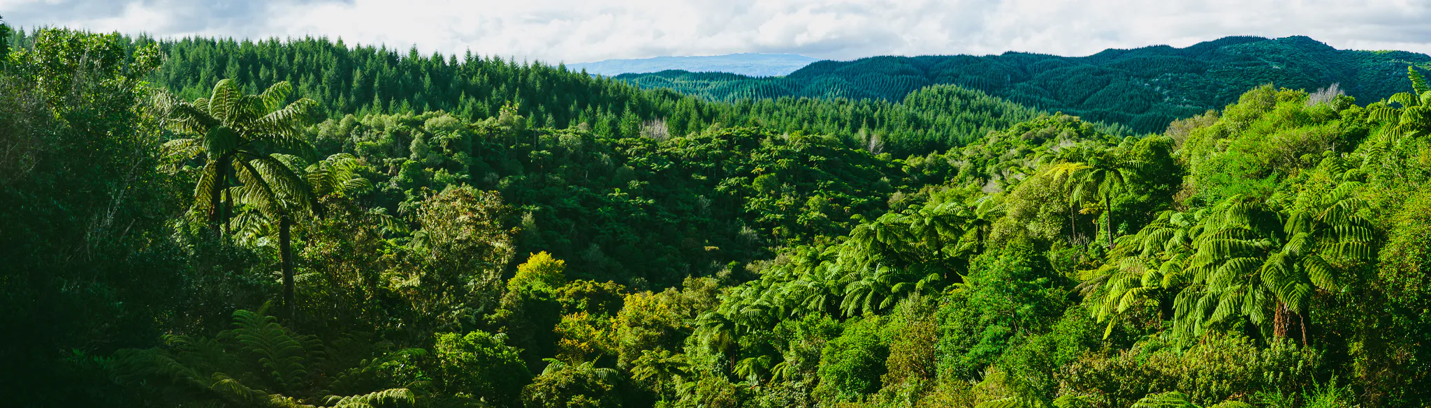 Panoramic view across lush native rainforest in the Waikato