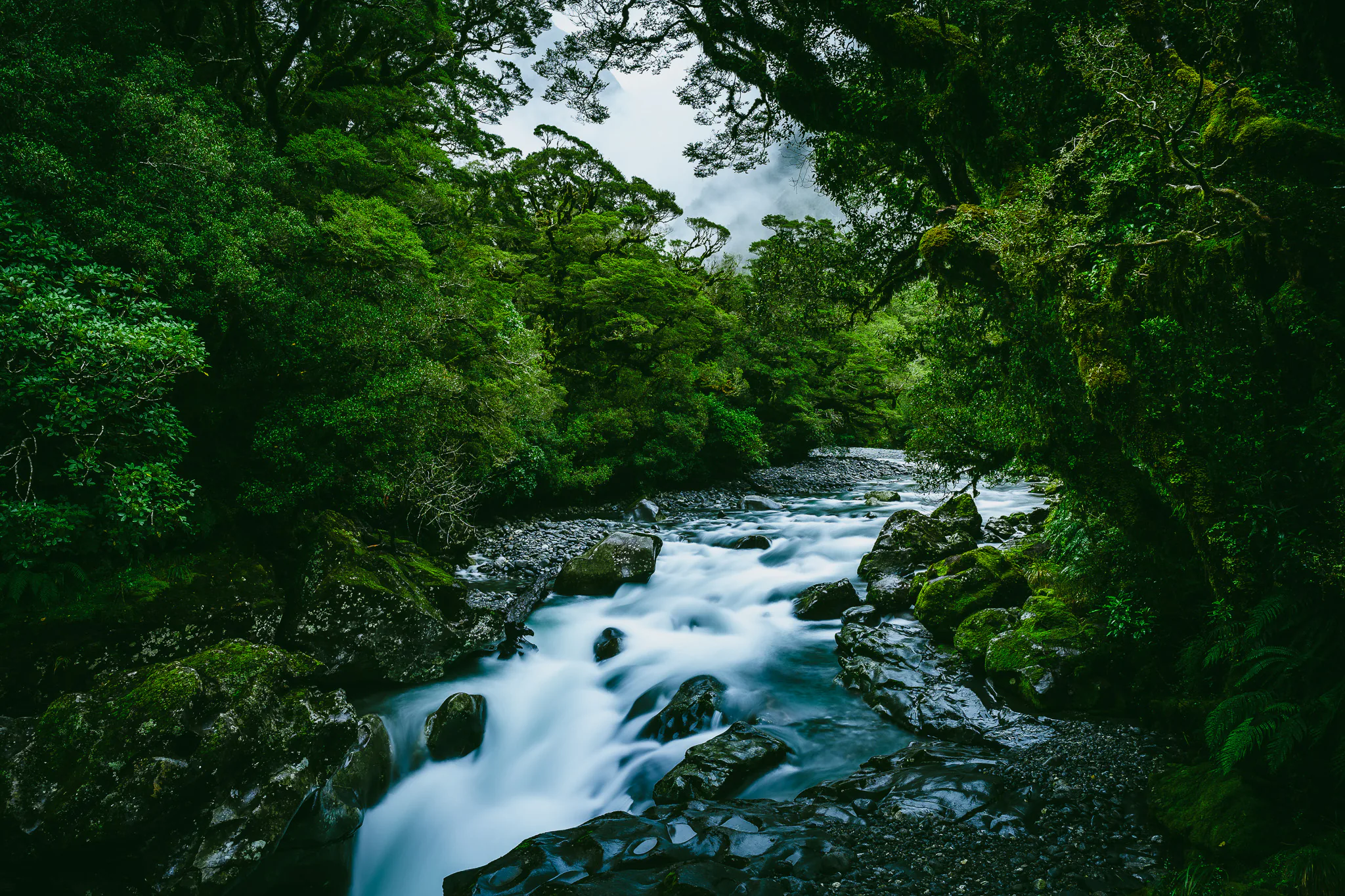 Rocky stream flowing through dense native forest in Fiordland