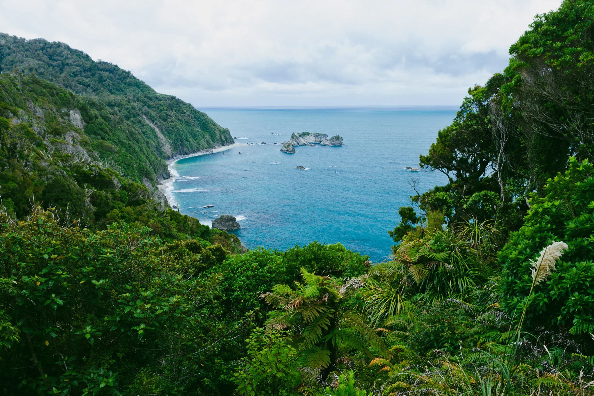 Native coastal forest overlooking the Tasman Sea on the South Island West Coast
