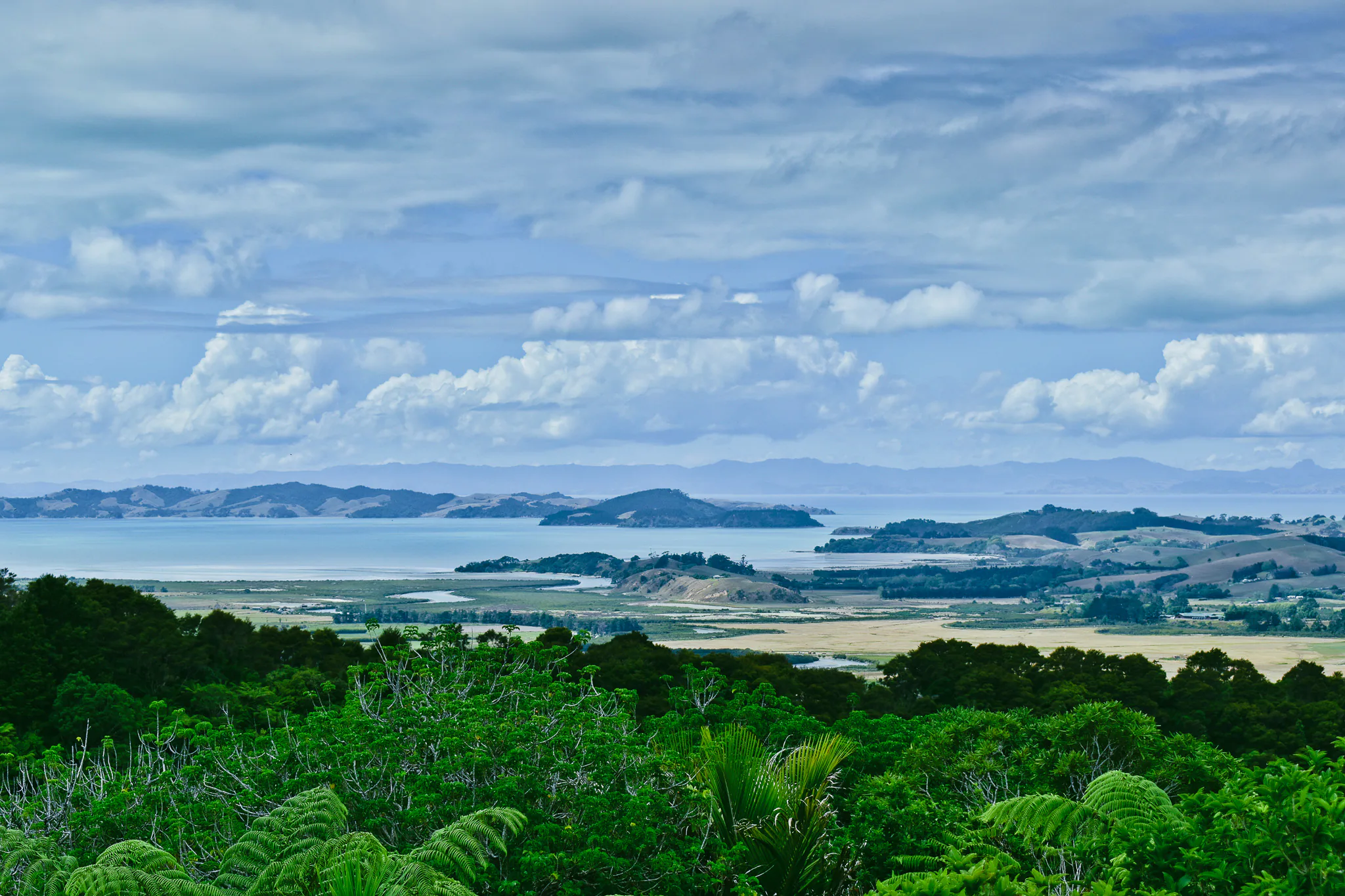 Hauraki Gulf islands viewed across native ferns from Clevedon Lookout