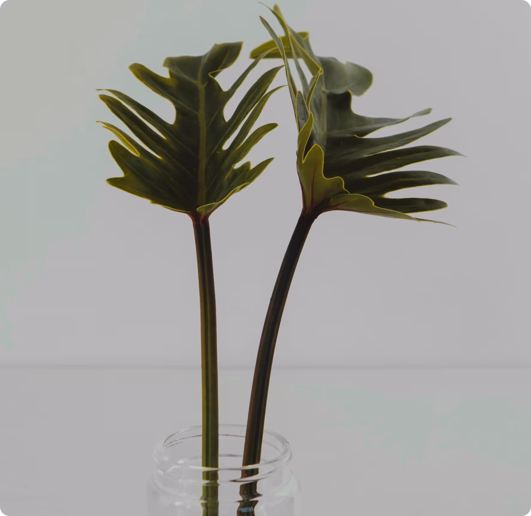 portfolio-image