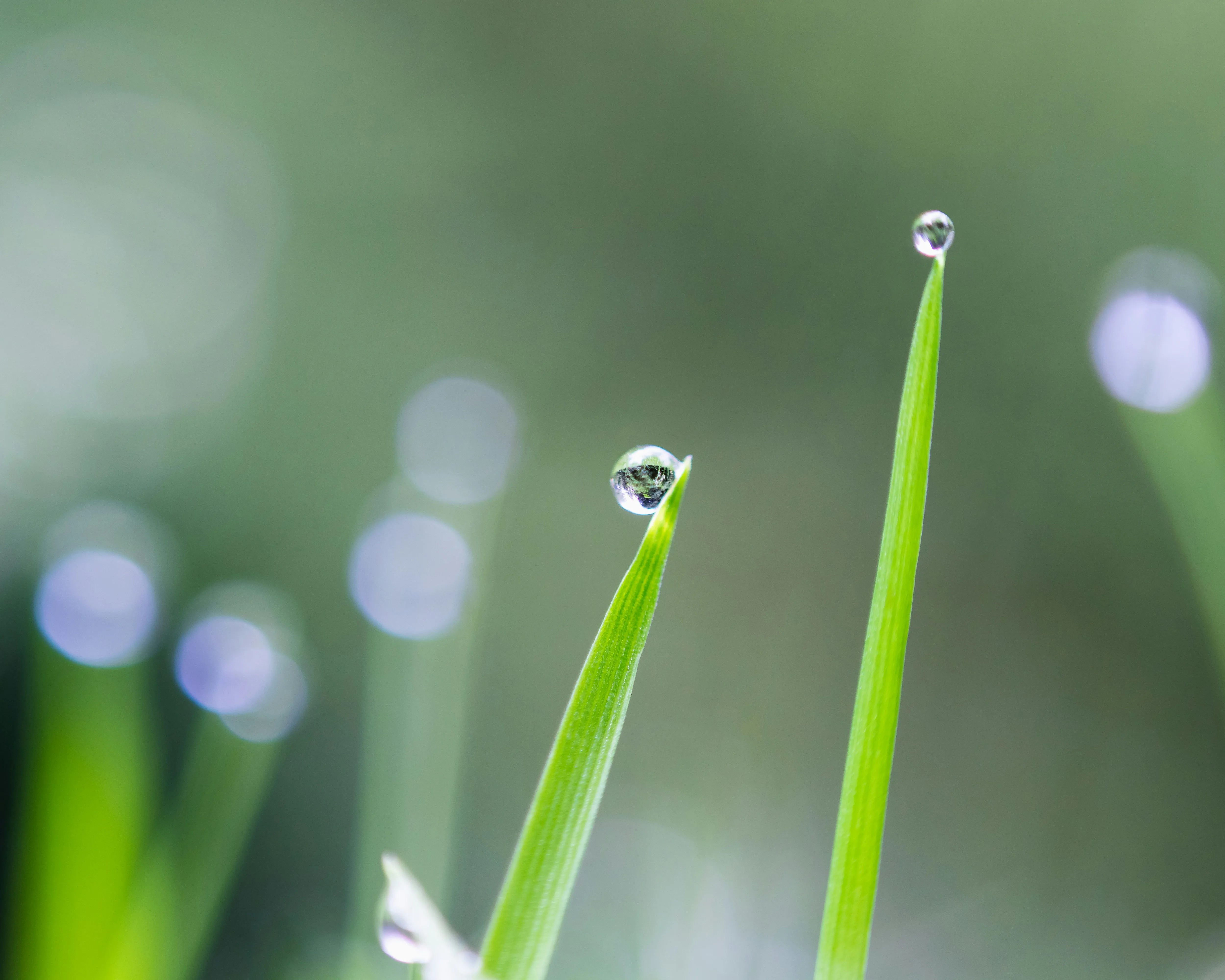 Water droplets on blades of grass