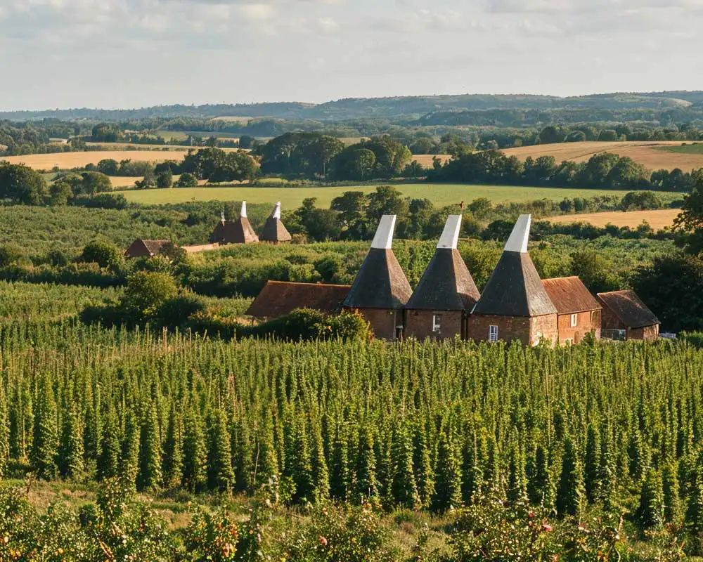 Kent countryside with apple orchards, rows of hops and traditional oast houses with white cowls