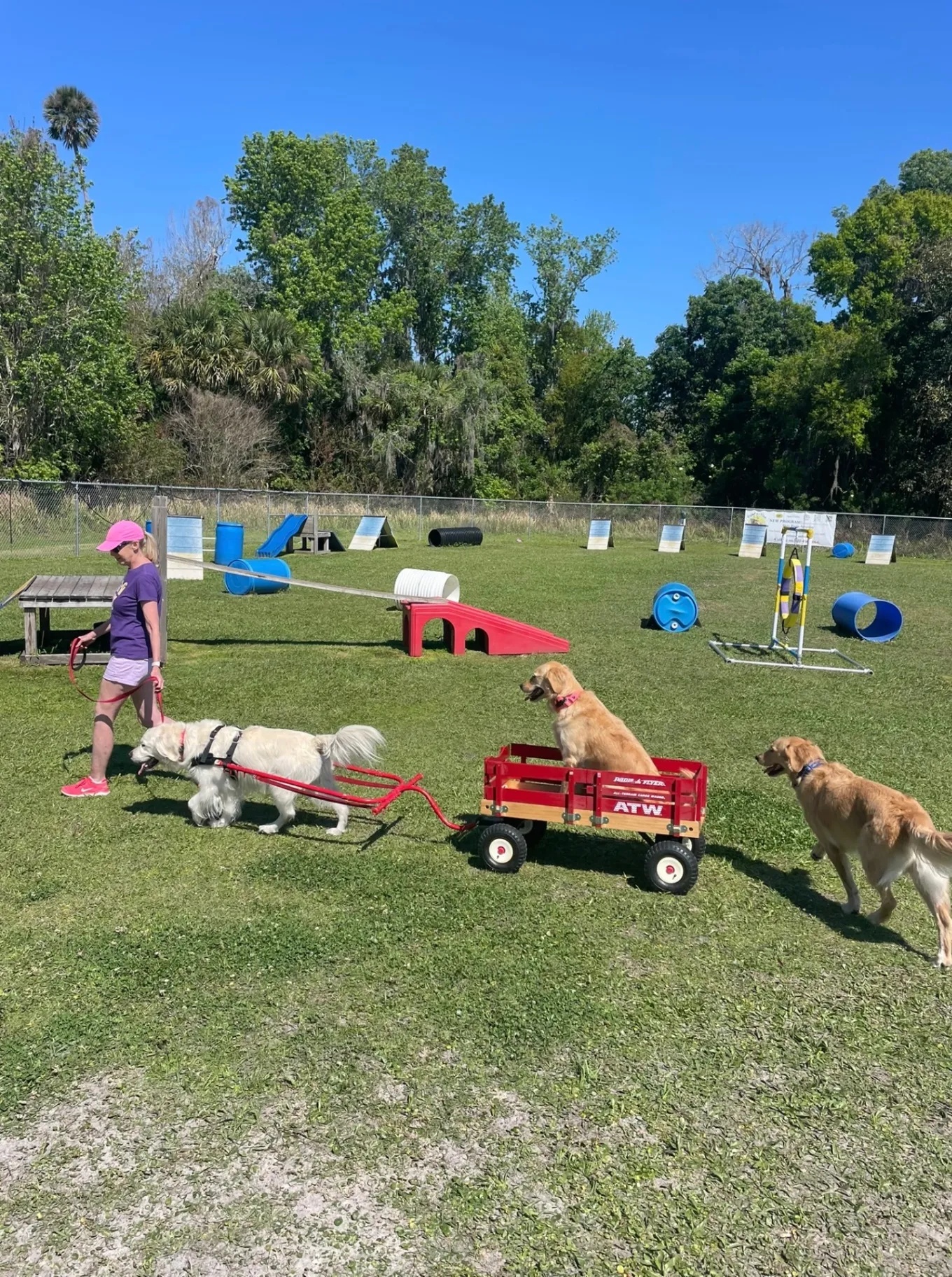 A woman walks a dog harnessed to pull a wagon carrying another dog at a grassy dog park.
