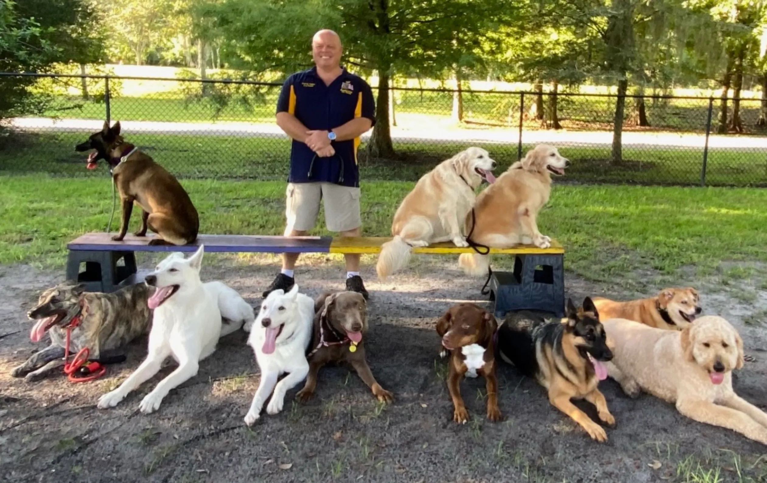 Man standing behind bench with 11 various dogs sitting and lying in a fenced grassy area.