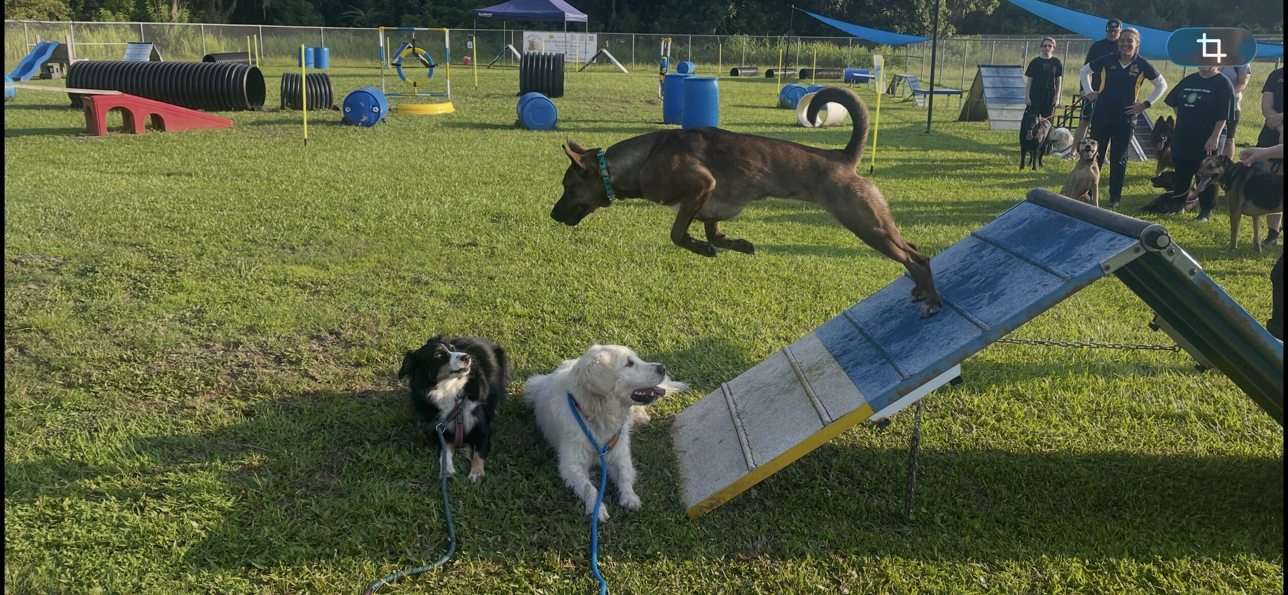 Outdoor dog training course with tunnels, ramps, hurdles, and poles on grass field under clear sky.