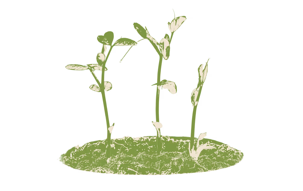 Illustration of three young green plants sprouting from soil, symbolizing early growth stages.