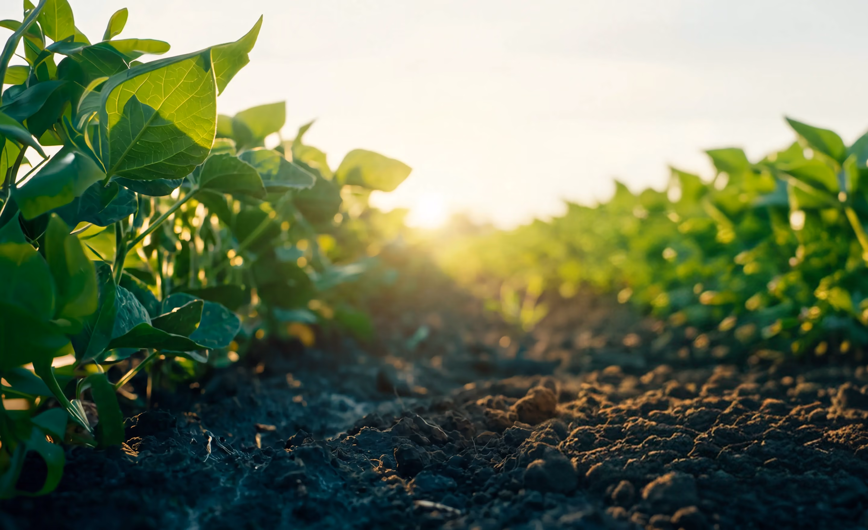 Rows of green plants growing in dark soil with sunlight shining in the background.