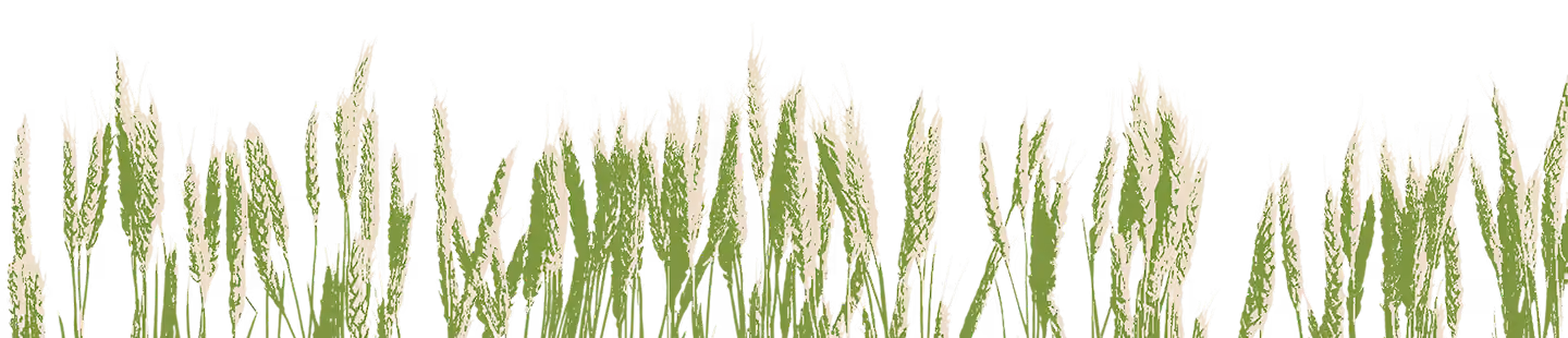 Tall grass with white feathery plumes against a black background.