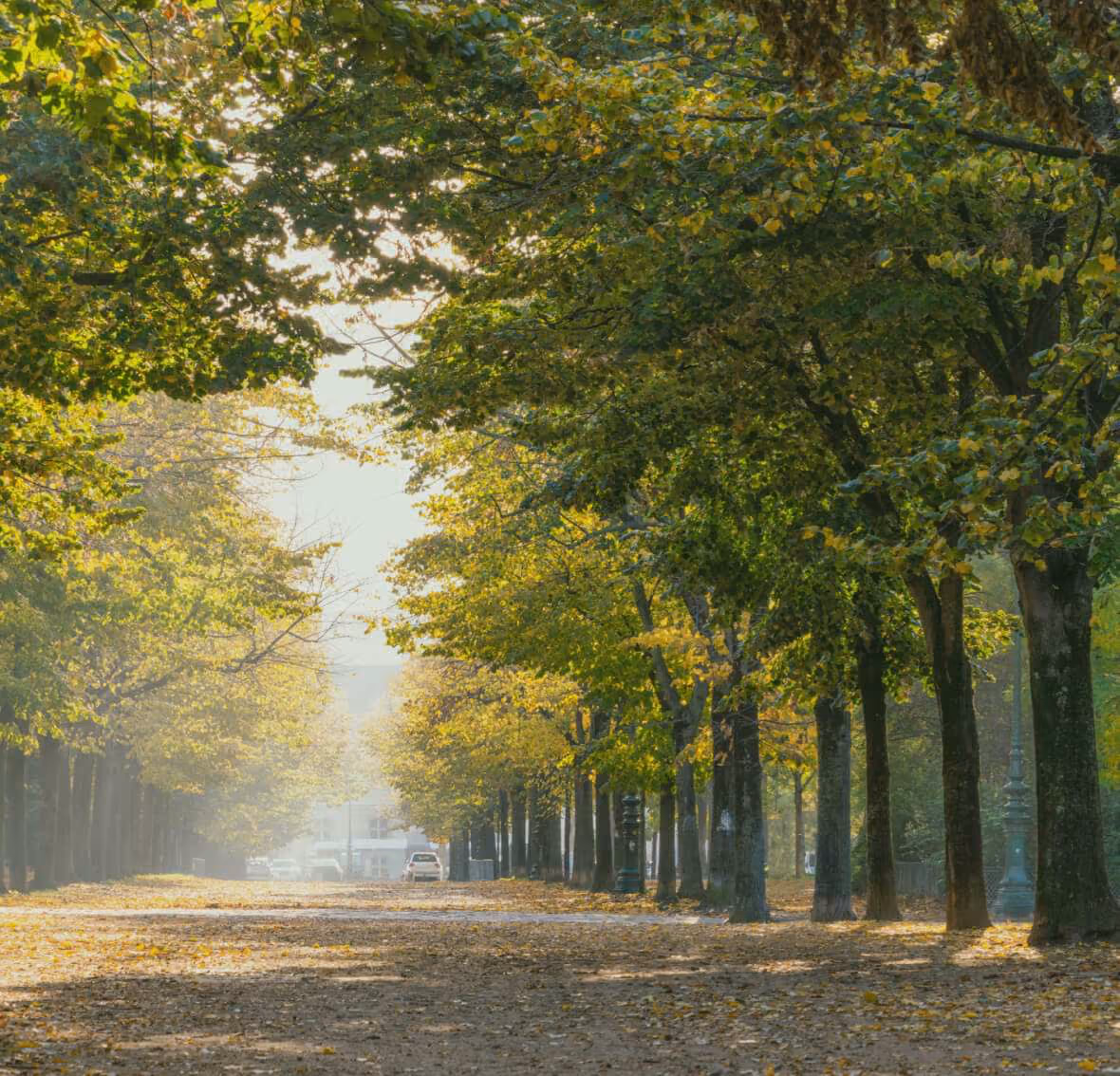 Parkallee im Sonnenschein