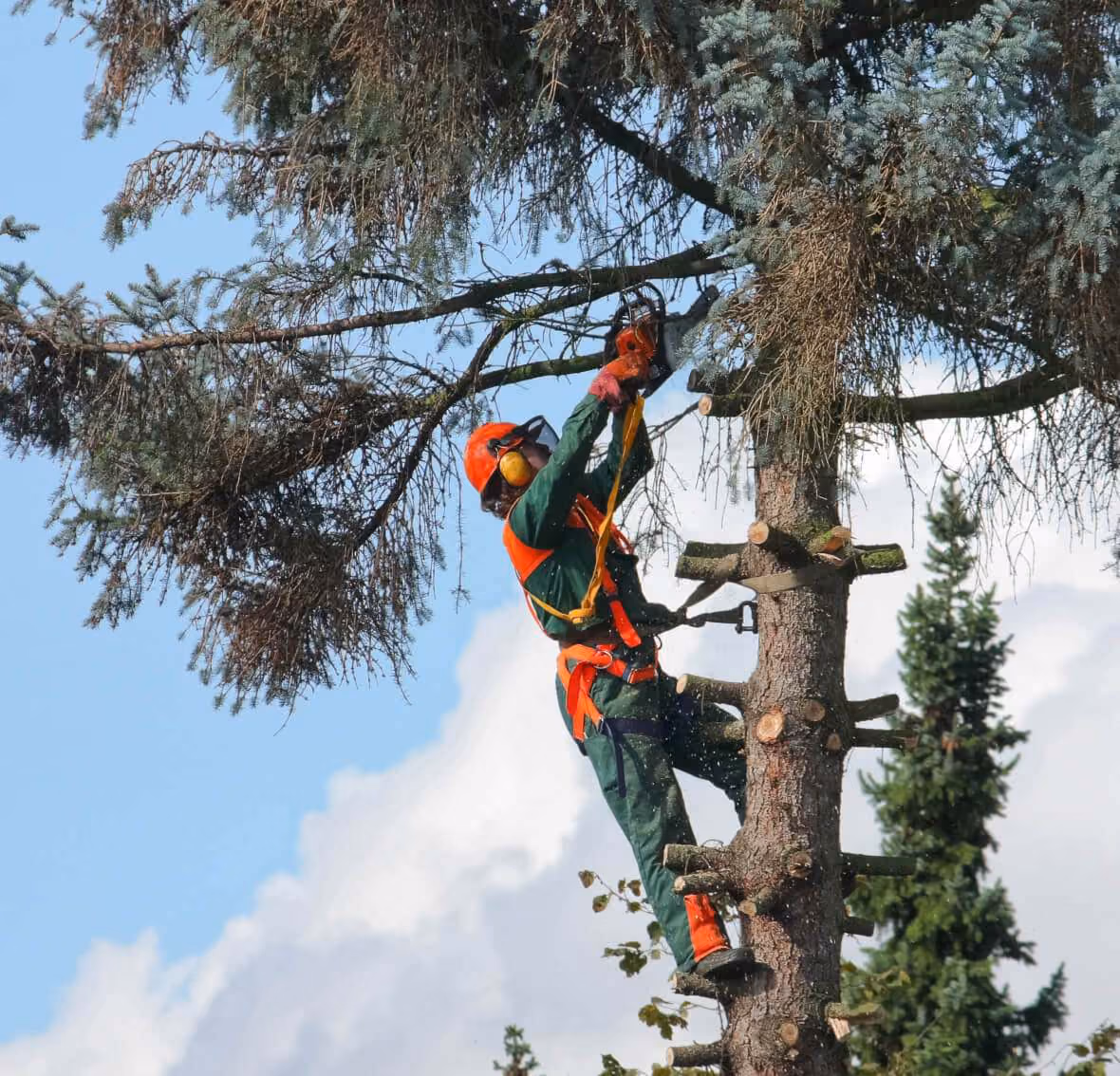 Mitarbeiter beklettert Baum
