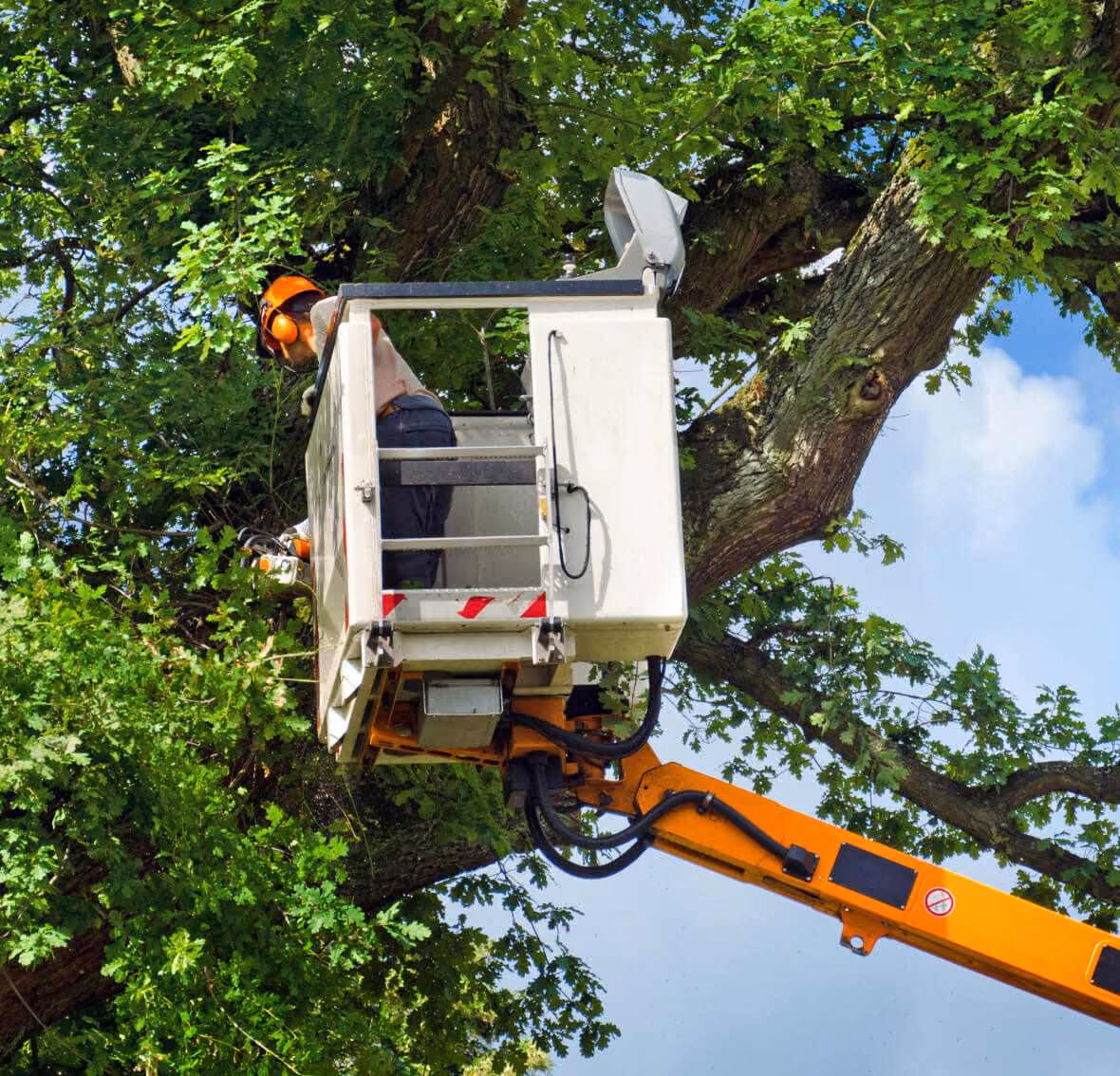 Mitarbeiter auf Lastkran am Baum schneiden