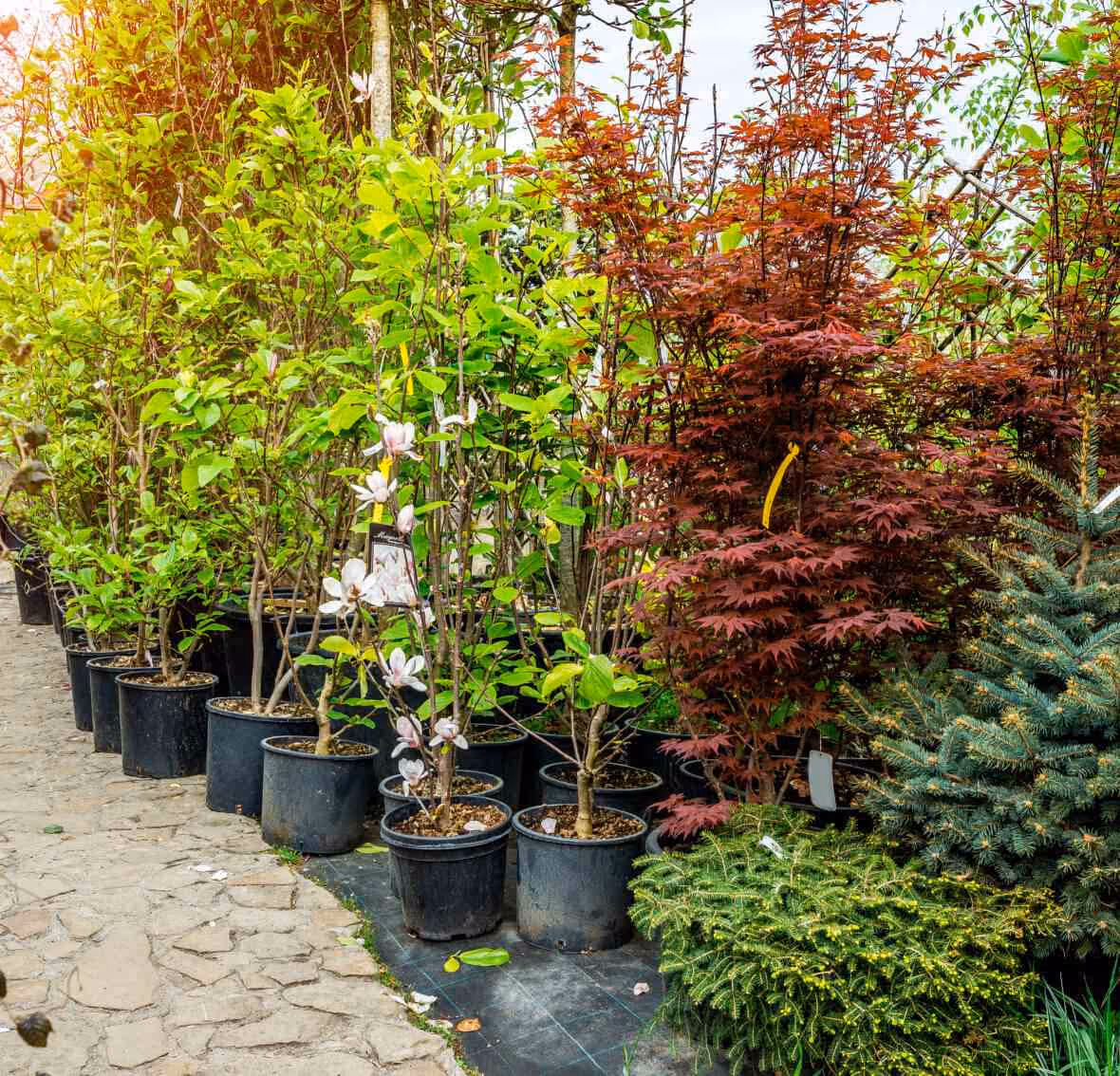 Frische Baum Setzlinge