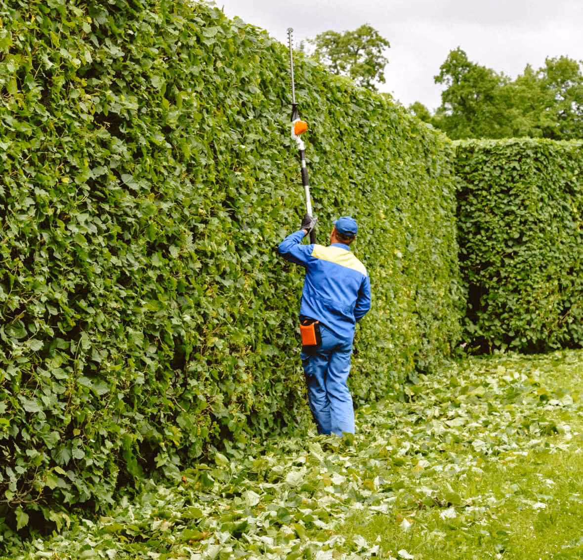 Mitarbeiter pflegt Gartenhecke
