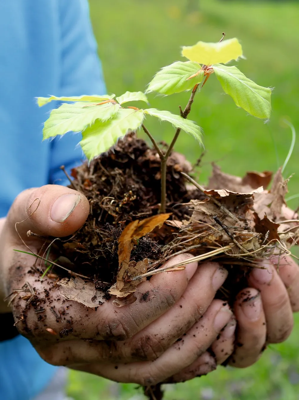 Hände halten einen jungen Baum mit Wurzelballen und Erde