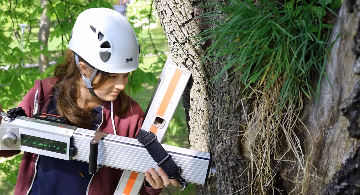 Fachperson mit Helm bedient ein Messgerät am Baumstamm.