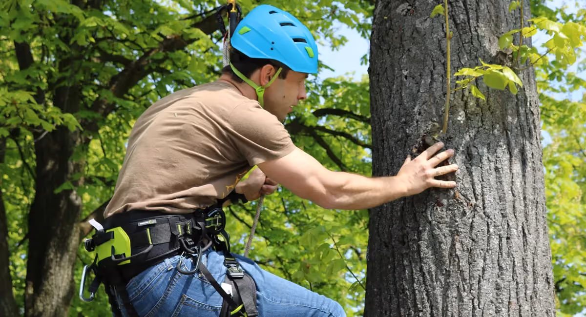 Fachperson mit Helm untersucht den Stamm eines Baumes.