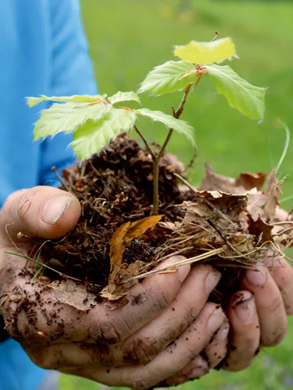 Hände halten einen jungen Baum mit Erde und freiliegenden Wurzeln.