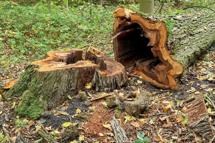 Umgestürzter Baum mit aufgebrochenem Stamm auf dem Waldboden.