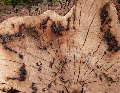 Nahaufnahme einer Holzschnittfläche mit Rissen und Fraßspuren.