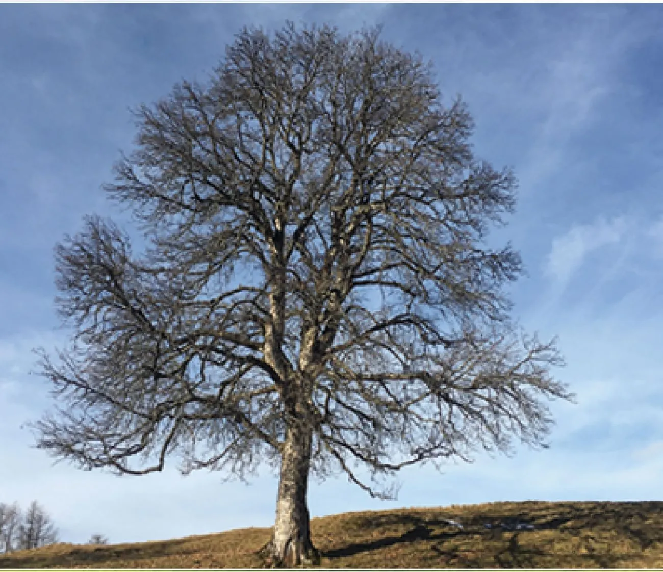 Freistehender Laubbaum mit kahler Krone auf einer Wiese im Winter.
