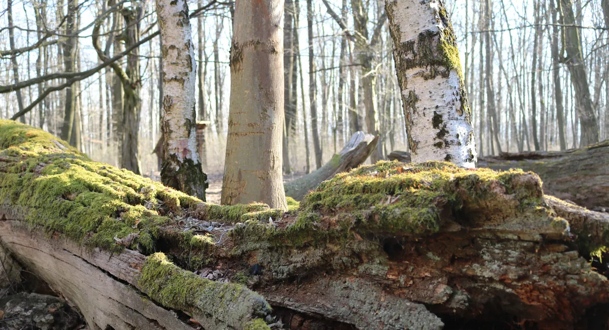 Bemooster, umgestürzter Baumstamm im Wald.