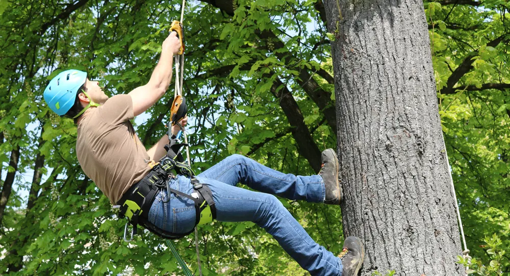 Baumpfleger mit Helm und Kletterausrüstung bei der Arbeit im Baum.