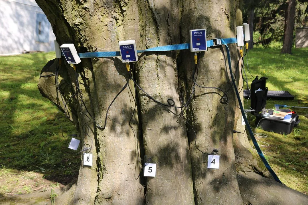 Großer Baum mit mehreren an einem blauen Gurt befestigten Messgeräten, die jeweils mit Kabeln verbunden sind und mit nummerierten Karten 4, 5 und 6 markiert sind; im Hintergrund Gras und Ausrüstungskoffer.