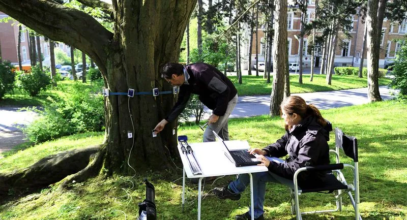 Zwei Personen führen eine Schalltomografie an einem großen Baum im Freien durch; eine Person befestigt Sensoren am Baumstamm, die andere arbeitet an einem Laptop an einem Tisch im Gras.