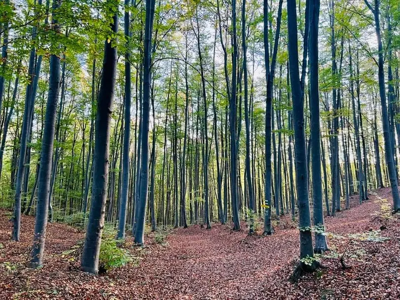 Ein dichter Wald mit hohen, schlanken Bäumen und grünem Laub, der Boden ist mit braunen Herbstblättern bedeckt.