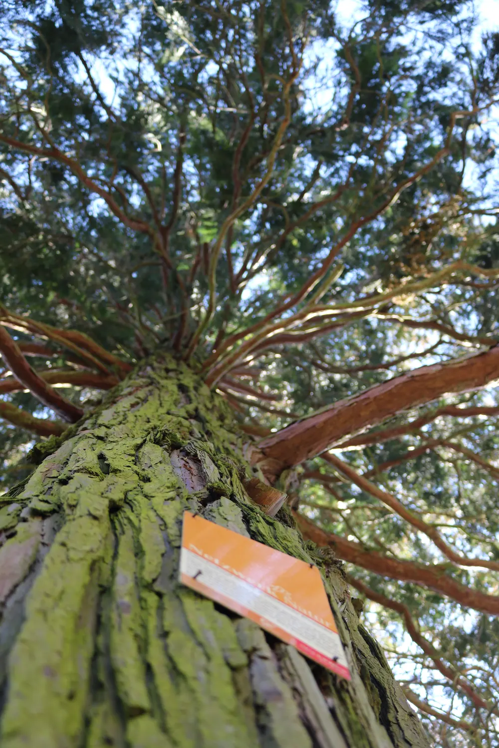 Blick von unten an einem Baumstamm mit rauer, grün bewachsenen Rinde und einem orangefarbenen Schild, das in einem Park oder Wald an dem Baum befestigt ist, mit hellgrünen Ästen und blauen Himmel im Hintergrund.