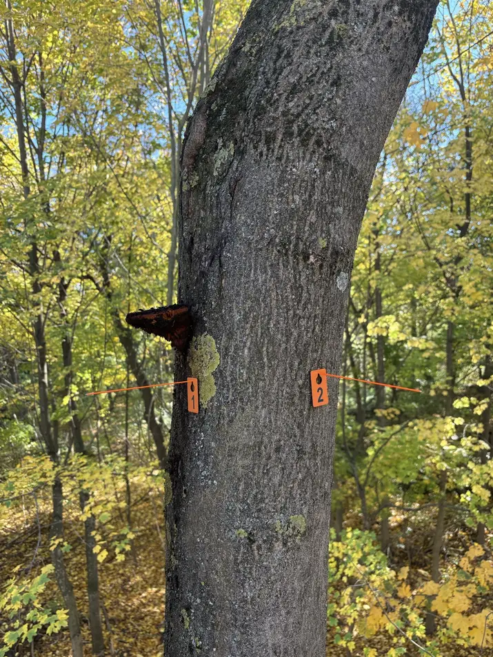 Ein Baumstamm im Wald mit zwei orangefarbenen Markierungen, beschriftet mit den Zahlen 1 und 2, die an dünnen orangefarbenen Fäden befestigt sind, im Herbst mit Laub in Gelb- und Grüntönen.