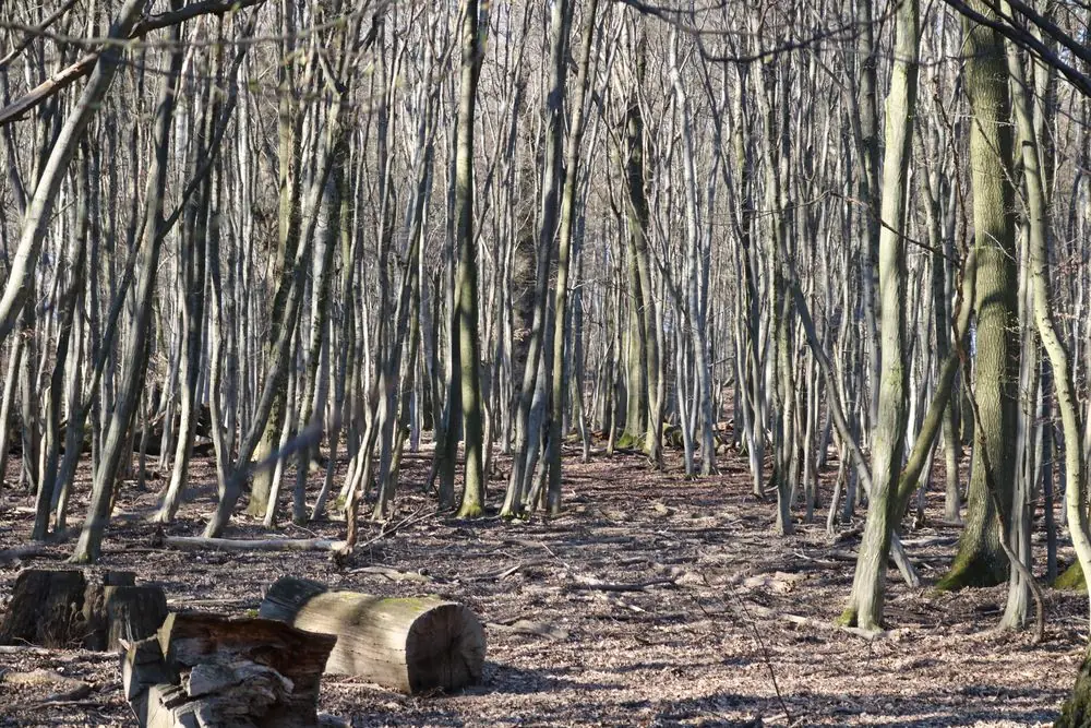 Winterwald mit kahlen, dünnen Bäumen und Boden bedeckt mit trockenen Blättern, mit Baumstämmen und einem Baumstumpf im Vordergrund.