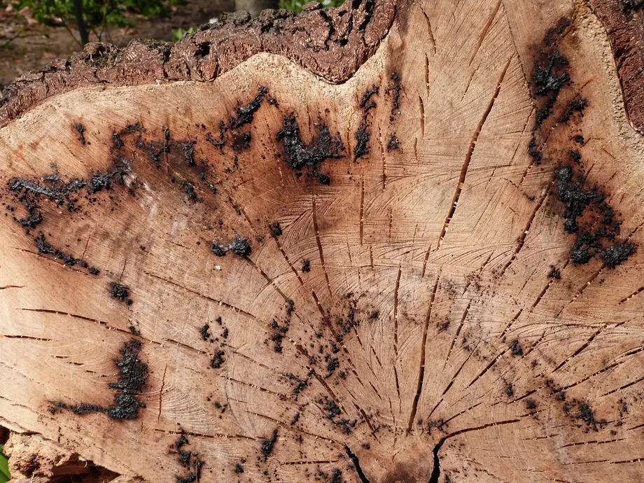 Nahaufnahme eines Baumstamms mit sichtbaren Jahrringen, Rissen und schwarzen Flecken im Holz.