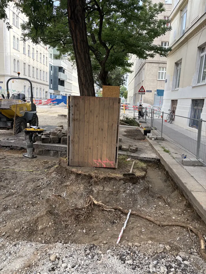 Baum auf einer Straßenbaustelle mit Holzschutz am Stamm und freiliegenden Wurzeln im aufgegrabenen Boden.