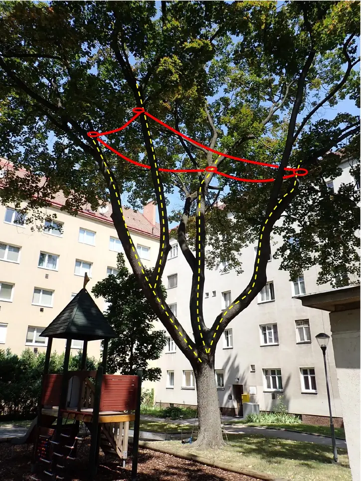 Ein Baum mit mehreren Ästen in einem Hofgebiet vor Wohngebäuden, auf dem die Hauptäste mit gelben gestrichelten Linien markiert und Verbindungen zwischen ihnen mit roten Linien hervorgehoben sind. Am unteren linken Bildrand steht ein kleiner Spielturm.