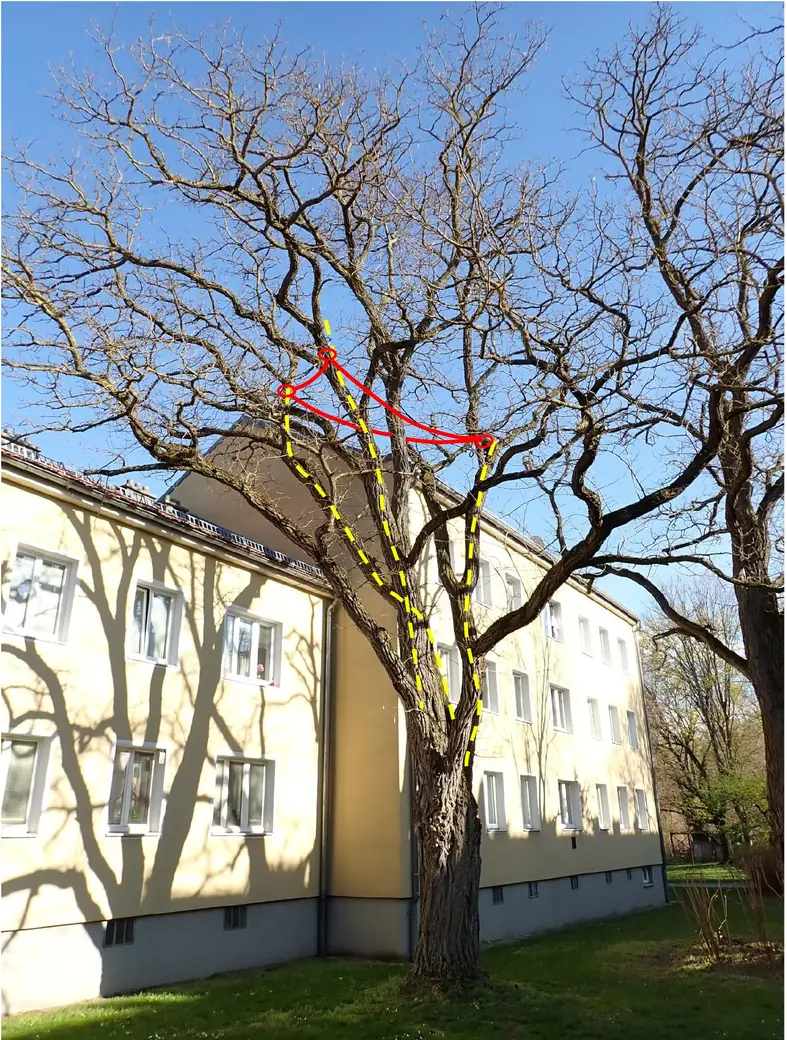 Ein blattloser Baum vor einem gelben Mehrfamilienhaus an einem sonnigen Tag. Auf dem Baum sind rote und gelbe Linien gezeichnet, die bestimmte Äste und Verbindungen markieren.
