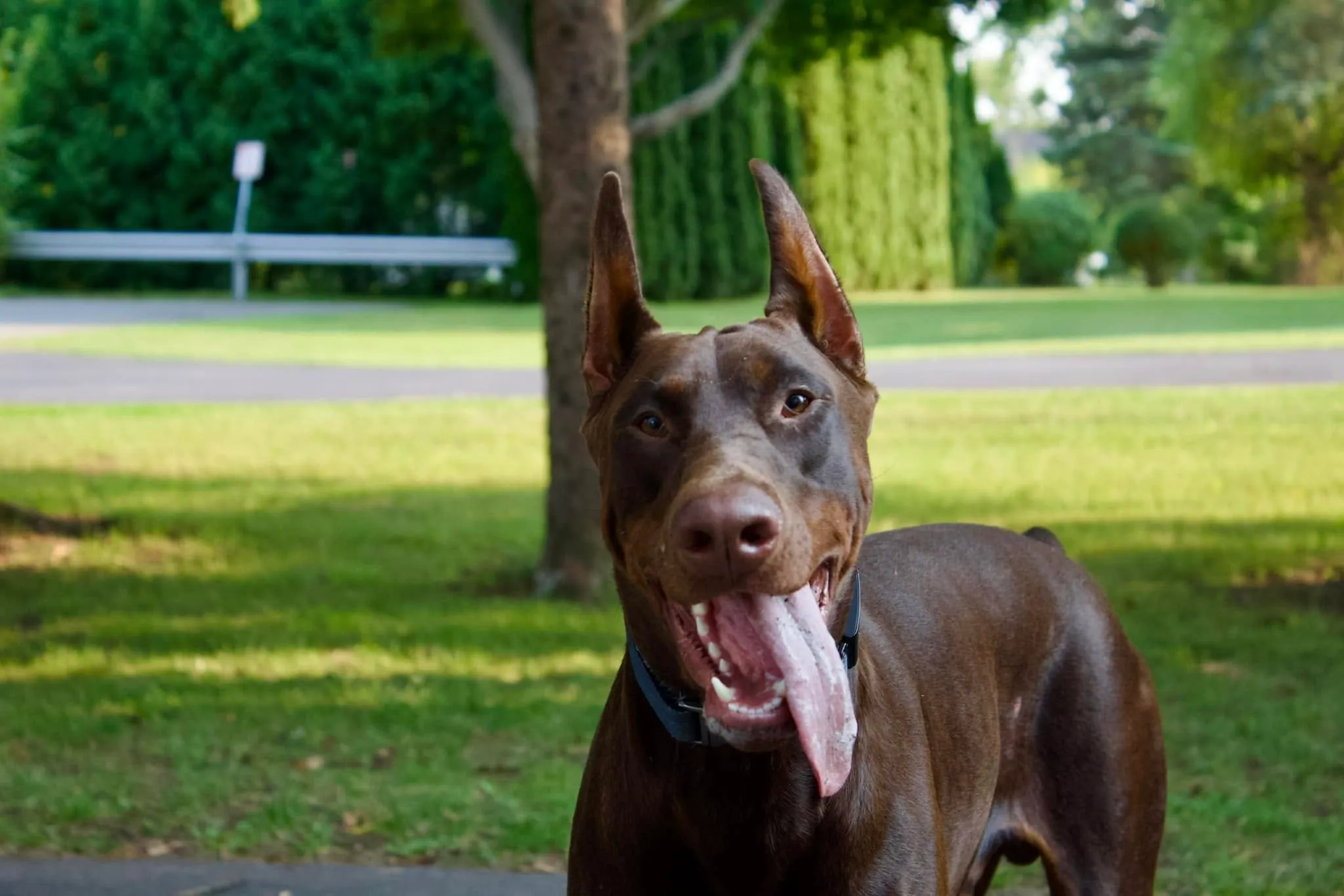 Frankie, a brown Doberman, standing outdoors in a park