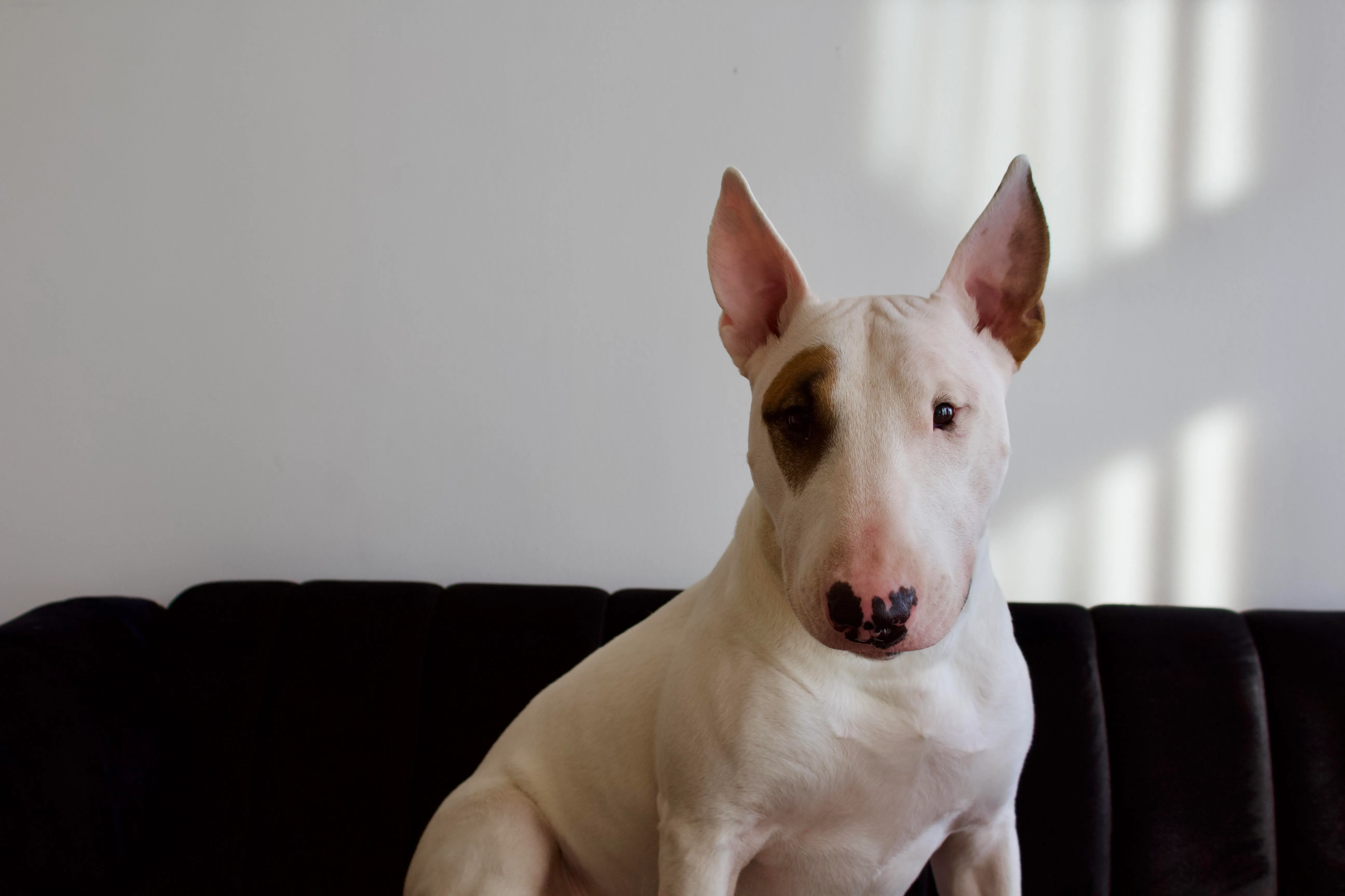 Walter, a white bull terrier with a brown patch over one eye, sitting on a couch