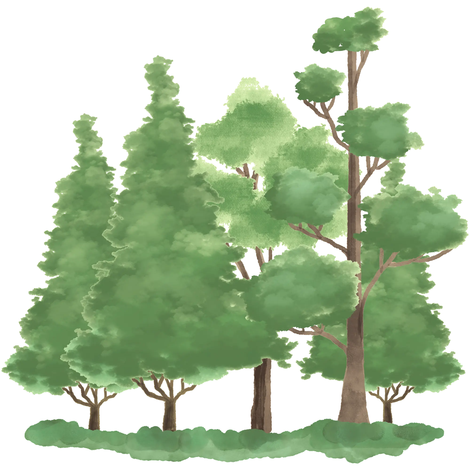 Illustration of green leafy trees with brown trunks and yellow ground below.