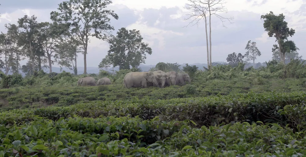 Wild elephants in their habitat
