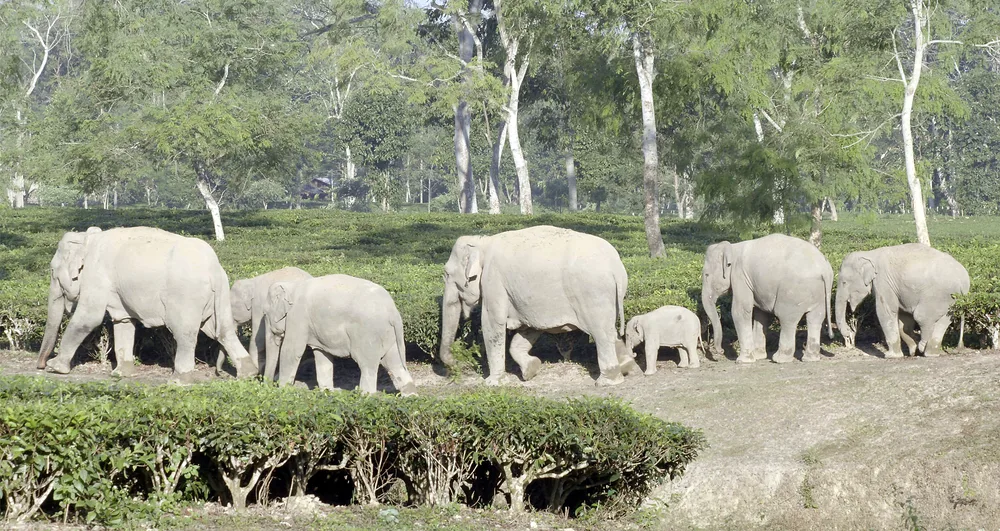 Elephant beside a tea plantation