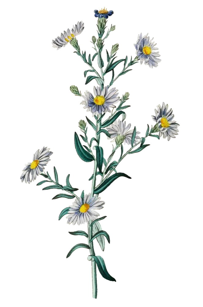 Chamomile